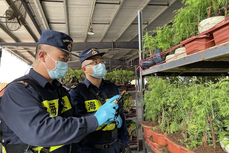 圖為：深圳海關所屬大鵬海關關員對植物水杉實施查驗++樊俊杰攝3
